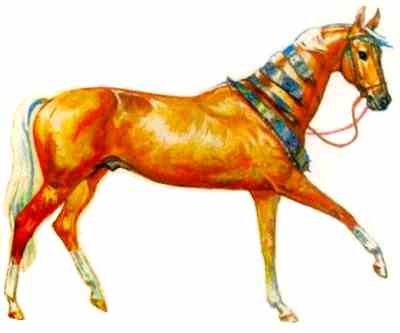 Akhal-Teke wearing traditional collars