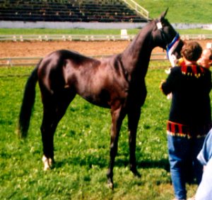 Mare Pani