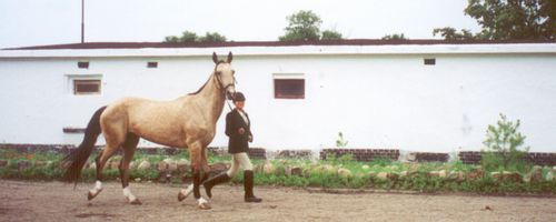 Our horses