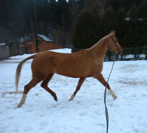 Digora