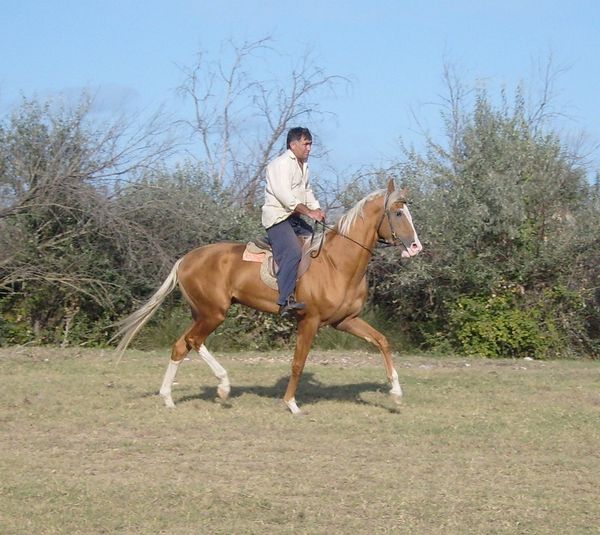 Achilles