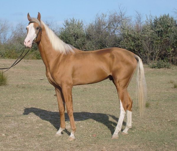 Achilles