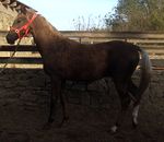 Allamar