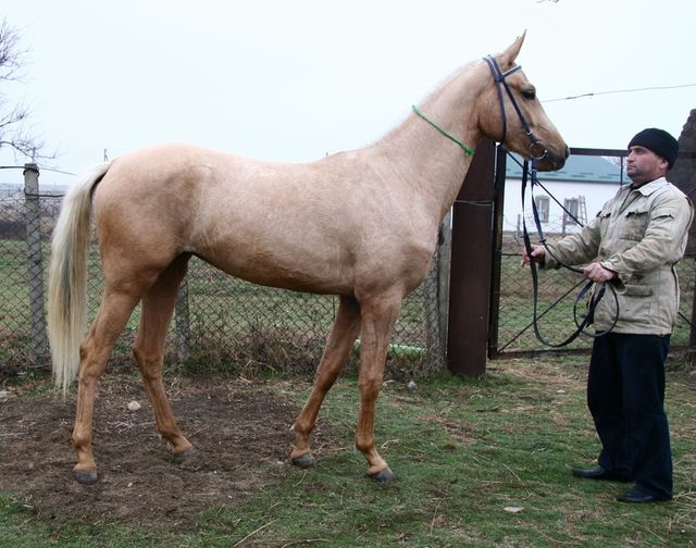 Maidat07(Gumann-Madina)