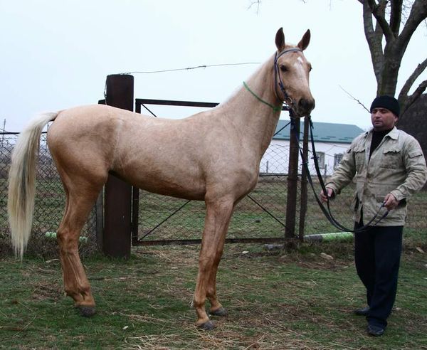 Maidat07(Gumann-Madina)