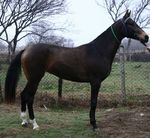 Filly buckskin