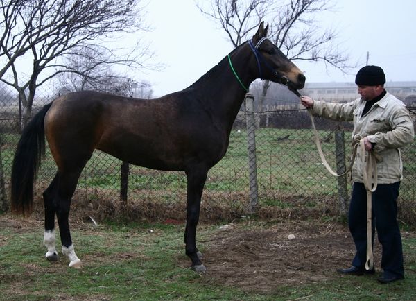Filly07buckskin