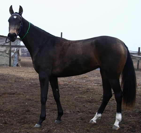 Filly07buckskin