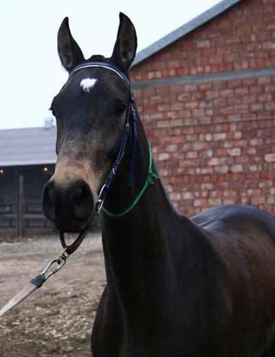 Filly07buckskin