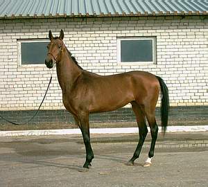 filly Zirekhgeran